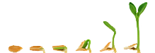 יוזמות יחודיות של מורים